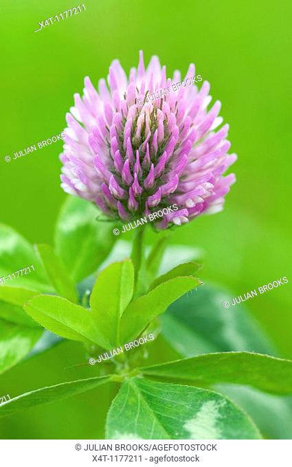 Extreme close up of red clover, Trifolium pratense, with limited depth of field