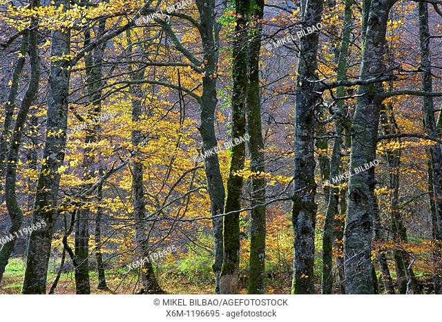 Beechwood in autumn  Monte Santiago Natural Monument  Las Merindades County  Burgos, Castile and Leon, Spain, Europe