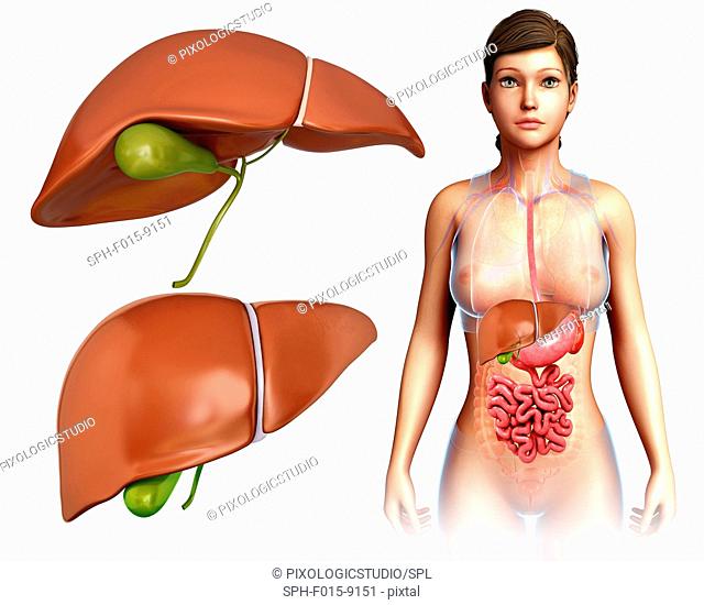 Illustration of female liver