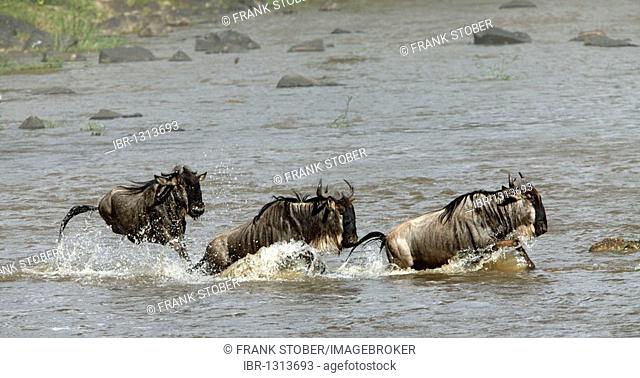 Wildebeest (Connochaetes taurinus) crossing a river