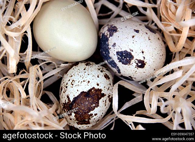 Quail eggs in artificial nest on black background