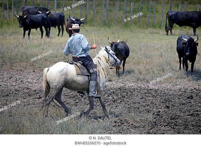 Camargue horse (Equus przewalskii f. caballus), cowboy tending cattles, France, Provence