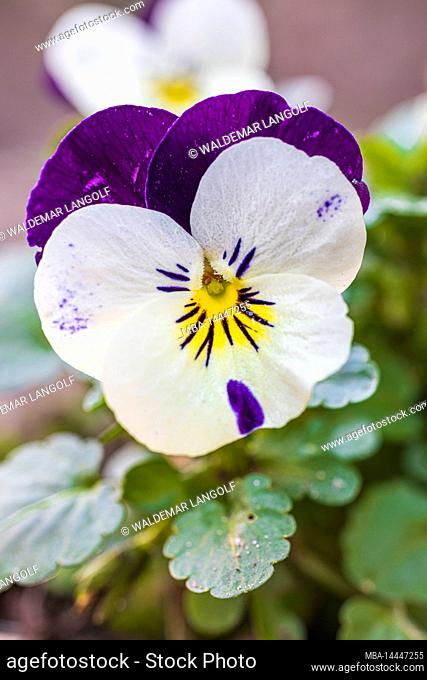 Pansy, flower, closeup