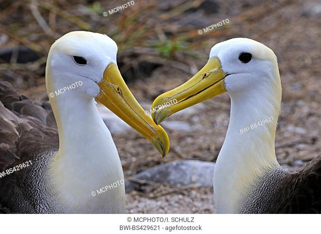 Waved albatross, Galapagos albatross (Diomedea irrorata, Phoebastria irrorata), two squeekers billing, Ecuador, Galapagos Islands, Espanola