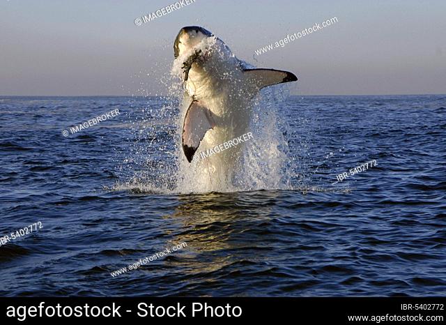 Great white shark (Carcharodon carcharias), False Bay, South Africa, man shark, Africa