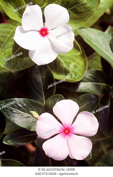 Madagascar rosy periwinkle (Vinca rosea or Catharanthus roseus), Apocynaceae