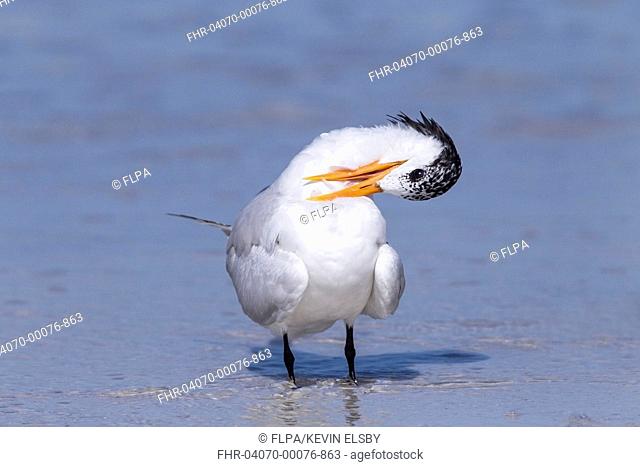 Royal Tern (Thalasseus maximus) adult, non-breeding plumage, preening, standing on shoreline, Florida, U.S.A., February
