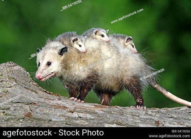 North American Opossum with youngs, Minnesota, USA (Didelphis marsupialis virginiana), Northern Opossum