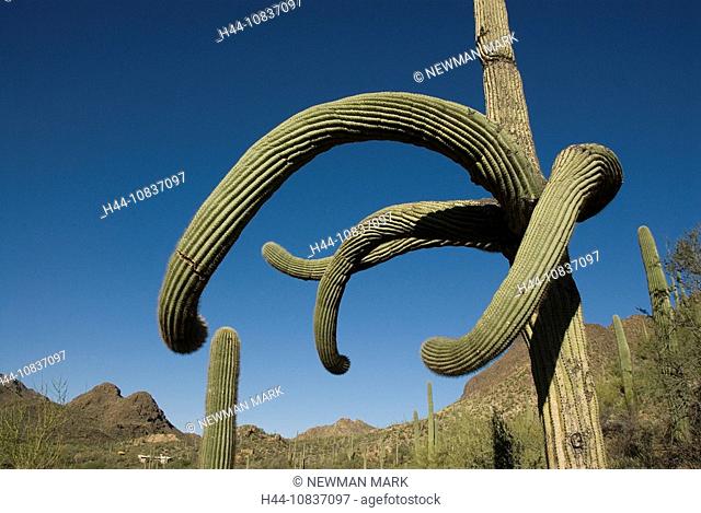 Saguaro Cactus, Tucson Mountain Park, USA, America, United States, North America, Arizona, cacti, landscape, desert, m