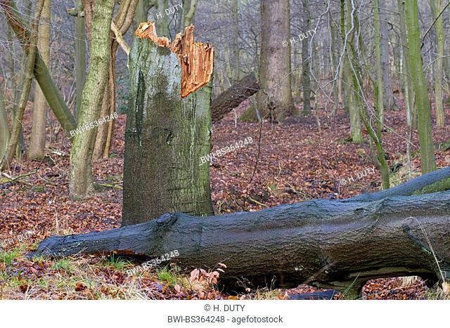 common beech (Fagus sylvatica), broken tree in a forest, storm loss, Germany