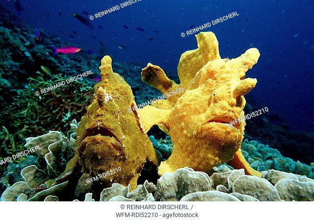 Two Giant frogfishes, Antennarius commersonii, Bohol Sea Pacific Ocean Panglao Island Bohol, Philippinen