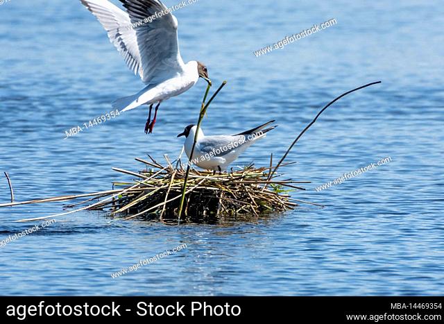 Laughing Gull (Larus ridibundus) at the nest