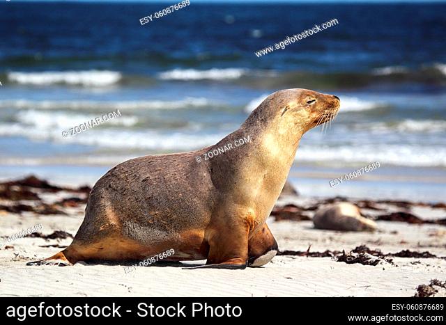 Australischer Seelöwe (Neophoca cinerea) am Strand von Seal Bay auf Kangaroo Island, South Australia, Australien. Australian sea lion (Neophoca cinerea) on the...