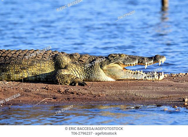 Nile crocodile (Crocodylus niloticus) resting on the banks of Lake Kariba with its jaw open. Matusadona National Park, Zimbabwe
