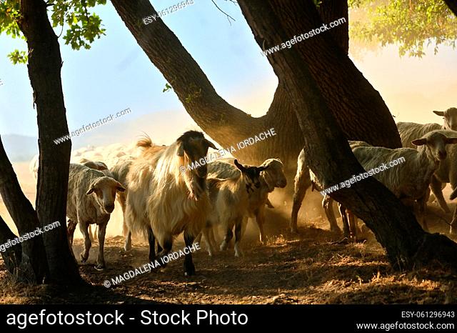 Goats and Sheeps on Road In Greci, Romania in Summer Drought