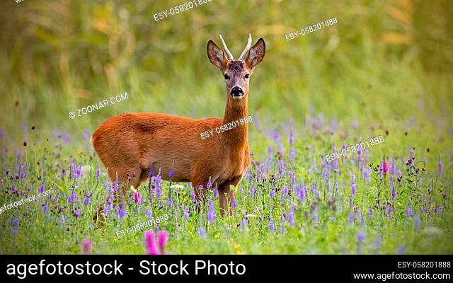 Roe deer, capreolus capreolus, buck in summer on a meadow full of flowers. Roebuck at sunset. Wild animal in natural environment. Cute wild male deer