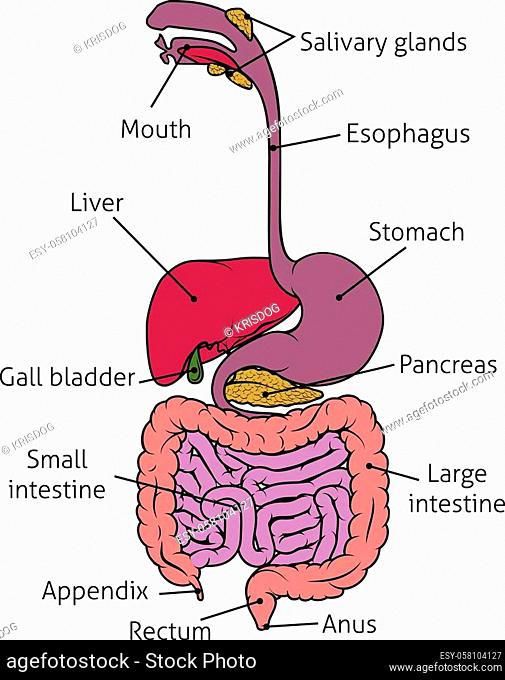 How to draw digestive system easily - Science - Life Processes - 11507511 |  Meritnation.com
