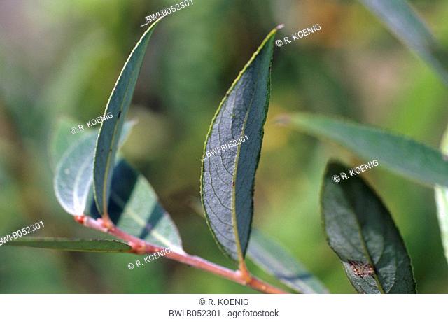 White willow (Salix alba), twig with leaves, Germany