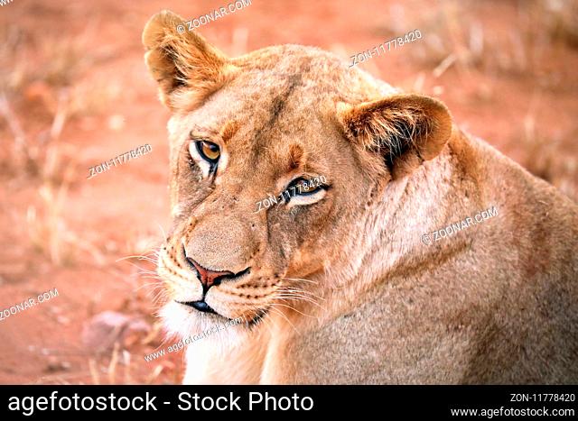 Löwin, Kruger NP, Südafrika - lioness, Kruger NP, South Africa
