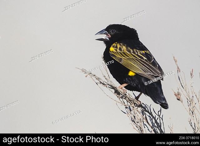 Yellow Bishop (Euplectes capensis), adult male in breeding plumage singing from a branch, Western Cape, South Africa