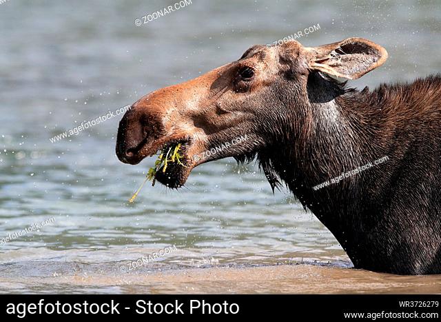 Moose Feeding in Pond in Glacier National Park in Montana, USA