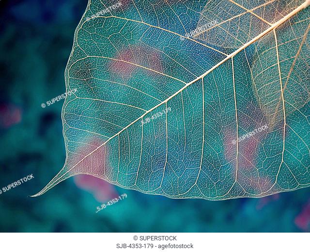 Close-up of Translucent Ficus Leaf Skeleton
