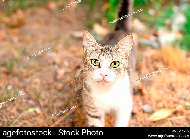 Little nice domestic kitty with yellow eyes in the backyard