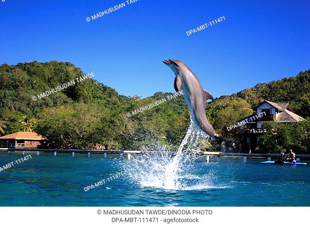 Dolphin jumping , A bottlenose dolphin , Binomial name Tursiops Truncatus , Scientific name Kingdom Animalia , Phylum Chordata , Class Mammalia , Order Cetacea