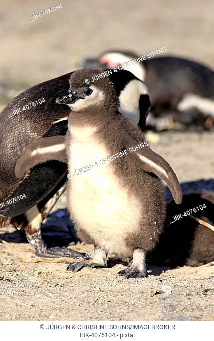 Jackass Penguins (Spheniscus demersus), adult and young, Boulders Beach, Simon's Town, Western Cape, South Africa