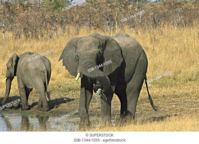 African Elephant standing with its calf in a field, Hwange National Park, Zimbabwe Loxodonta africana