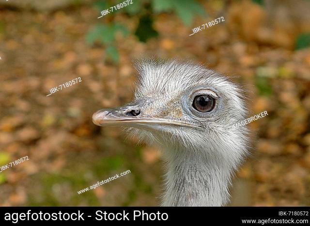 Greater rhea (Rhea americana), young bird, animal portrait, captive, Salzburg Zoo, Austria, Europe