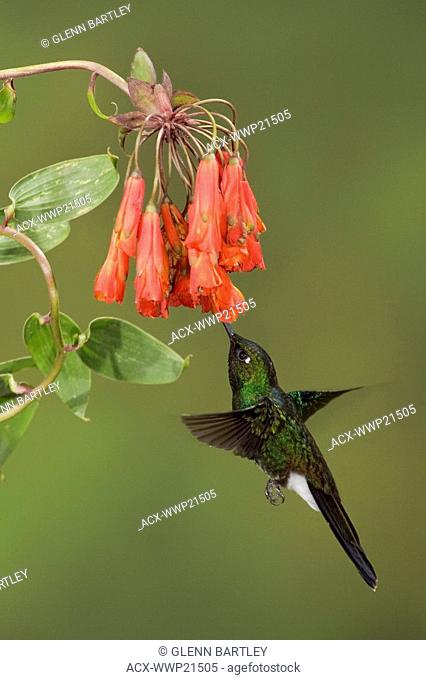 Tourlamine Sunangel Heliangelus exortis feeding at a flower while flying at Guango Lodge in Ecuador