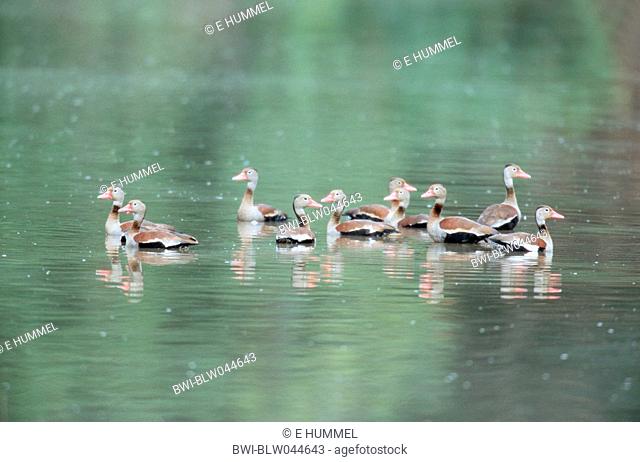 red-billed whistling duck Dendrocygna autumnalis, swimming group, Brazil, Pantanal, Mato Grosso
