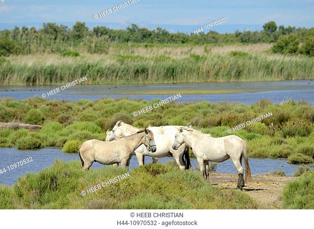 Europe, France, Languedoc- Roussillon, Camargue, horses, wetland, wildlife, animal, white horses