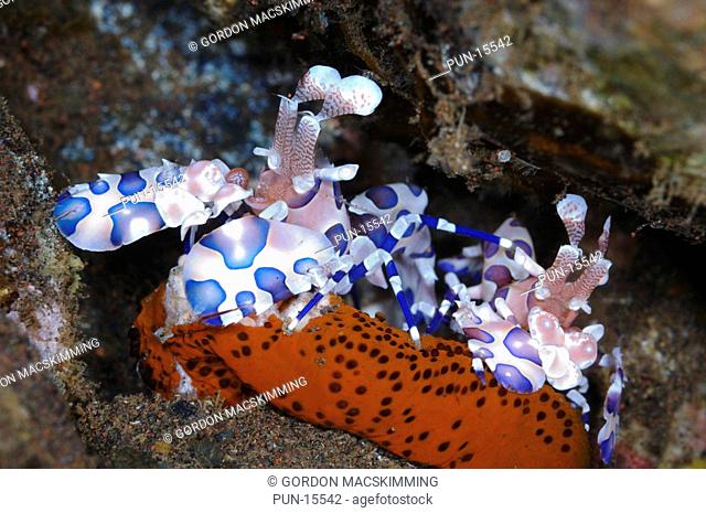 Despite its small size the striking colouration along with oversized pincers make the harlequin shrimp Hymenocera elegans a once seen never forgotten creature...
