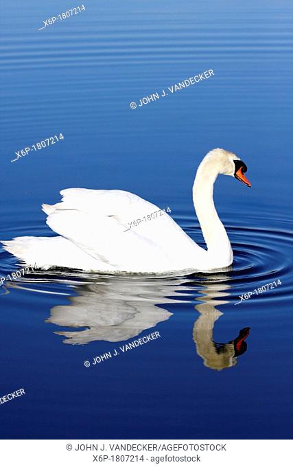 Mute Swan with reflection in blue water  Richard DeKorte Park, Lyndhurst, NJ, USA