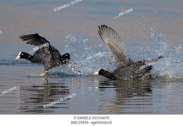 Territorial dispute of two Common Coots (Fulica atra)