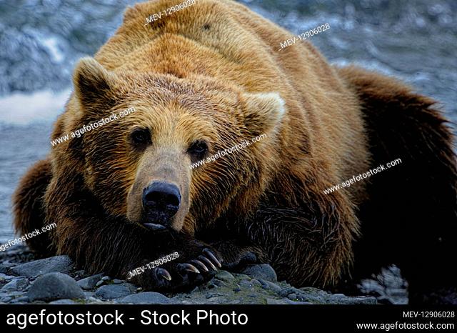 Grizzly Bear - Grizzly Bear laying near river bank - North America Alaska