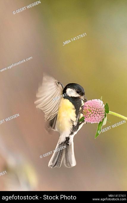 close up of great tit standing holding on to a clover flower with spread blurry wings