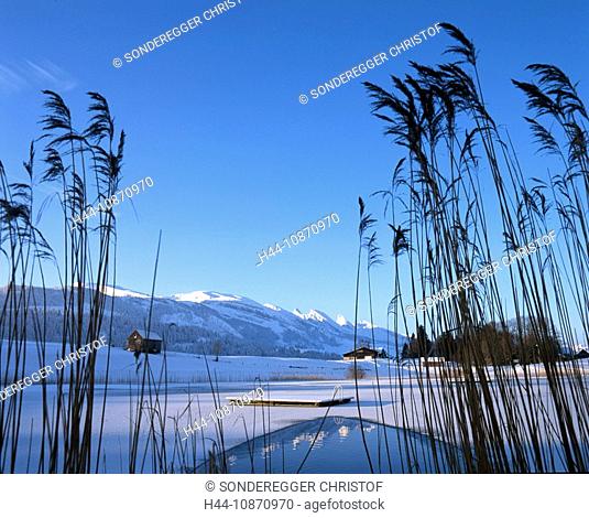 Switzerland, winter scenery, scenery, winter, snow, ice cover, lake, sea, pond, iceboundly, froze, reed, mountains, canton St