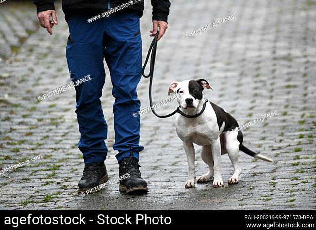 13 February 2020, Hessen, Liebenau: Uwe Bräuer leads the three year old Staffordshire-Pitbull-Mix Gina on a leash. The 57-year-old owner of the Apollo dog...