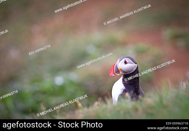 The atlantic puffin lives on the ocean and comes for nesting and breeding to the shore - They are seen in big numbers on Iceland - The puffin can dive down in...
