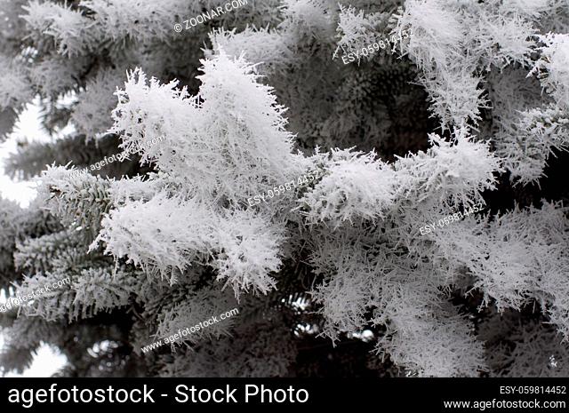 Macro view of the hoarfrost on the fir tree branches. Small deep of field. Winter background