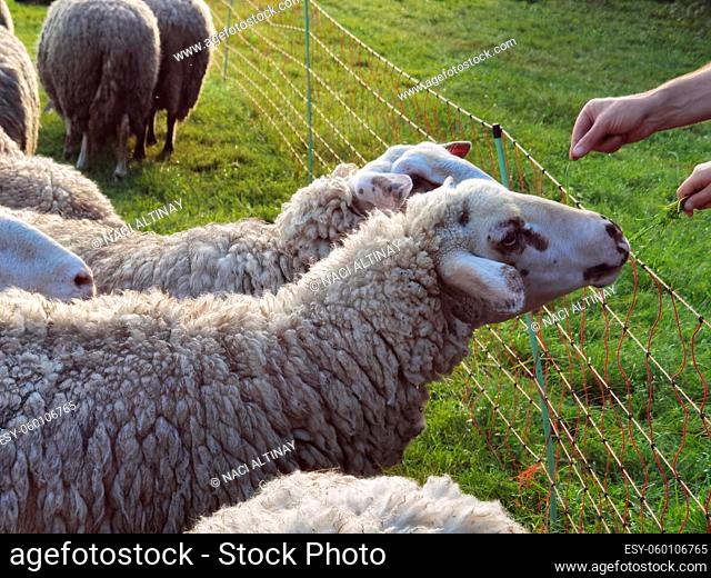 Sheep on pasture in the green landscape