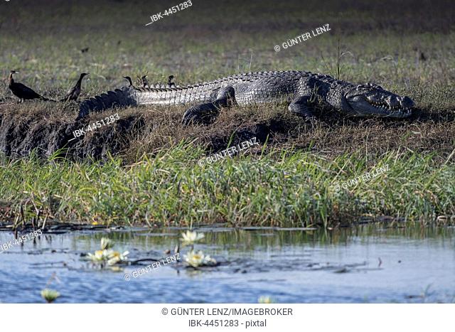 Nile crocodile (crocodilus niloticus) on the shore, Chobe National Park, Chobe River, Botswana