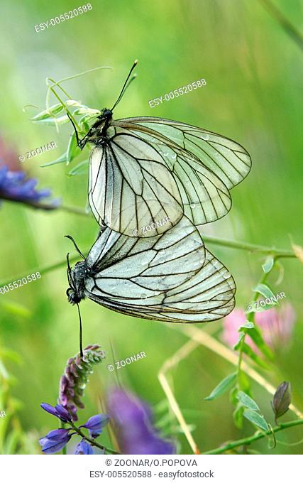 A mating pair of black-veined white butterflies (Aporia crataegi)
