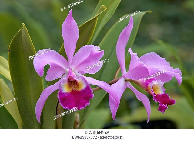 Cattleya orchid (Cattleya warscewiczii, Cattleya gigas), flowers