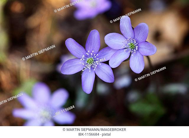 Flowers of Kidneywort or Liverwort (Hepatica nobilis or Anemone hepatica)