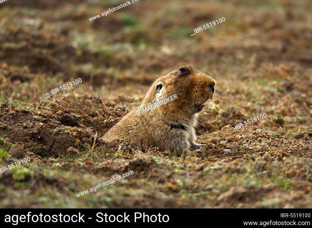 Big-headed mole rat (Tachyoryctes macrocephalus) adult, emerges from burrow entrance, Bale Mountains, Oromia, Ethiopia, Africa