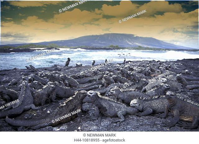 sea saurian, colony, Leguan, Amblyrhynchus cristatus, Galapagos Islands, coast, sea, Ecuador, South Amerika, Equador